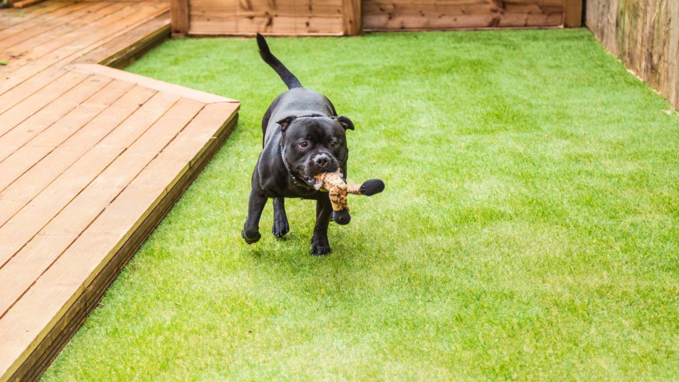 Pet Turf / Dog Turf Systems in Chapel Hill, NC